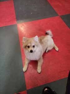 Sable male w/white markings 2 year old Pomeranian
