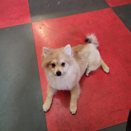 Sable male w/white markings 2 year old Pomeranian
