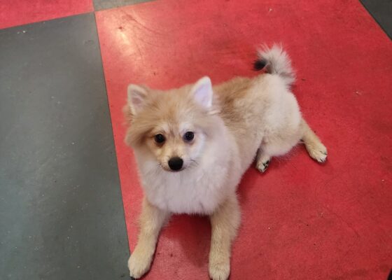 Sable male w/white markings 2 year old Pomeranian
