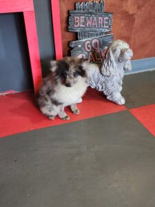 Blue Merle male 2 year old Pomeranian