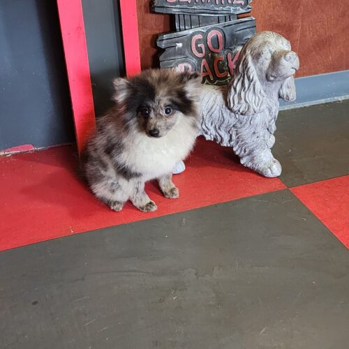 Blue Merle male 2 year old Pomeranian