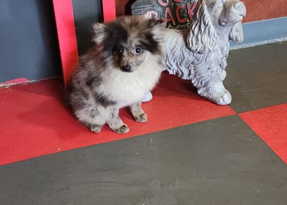 Blue Merle male 2 year old Pomeranian