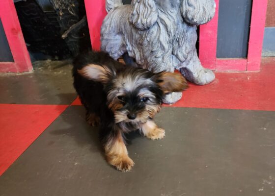 Traditional Color Female with Chocolate DNA