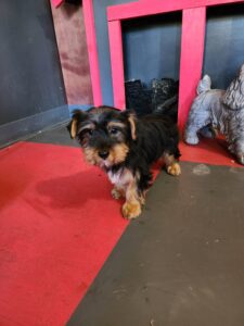 Traditional Color Male with Chocolate DNA