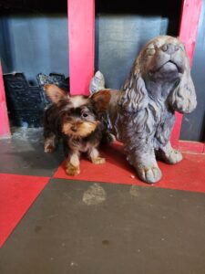 Chocolate Yorkshire Terrier