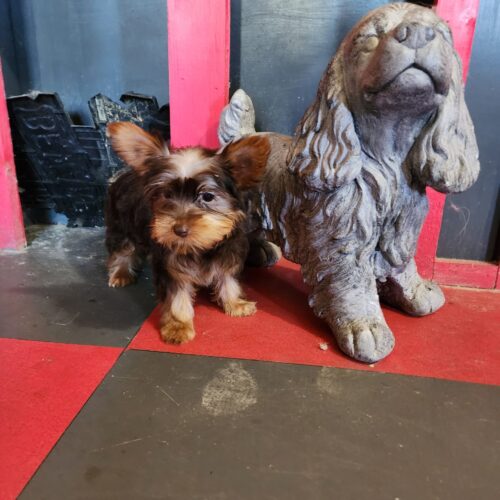 Chocolate Yorkshire Terrier