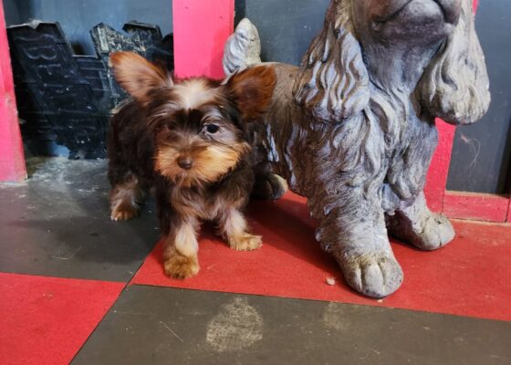 Chocolate Yorkshire Terrier