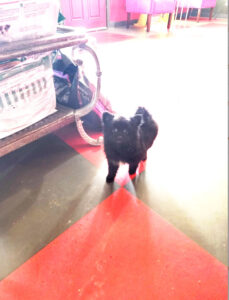Black 2 year old Pomeranian