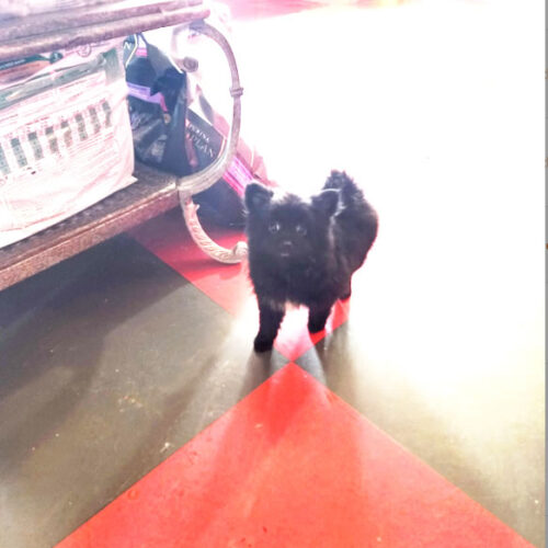 Black 2 year old Pomeranian