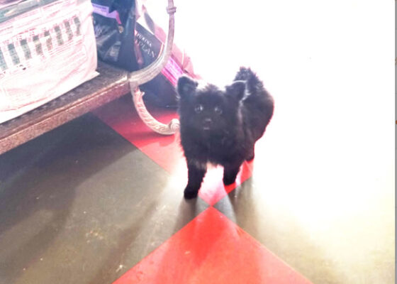 Black 2 year old Pomeranian