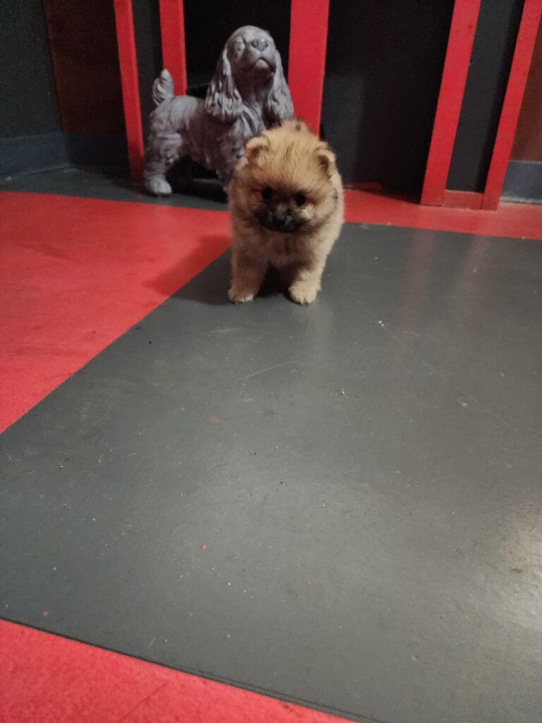 Sable male pomeranian