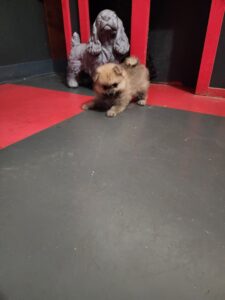 Sable female pomeranian