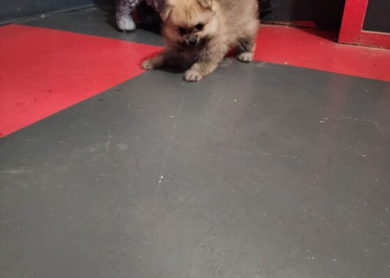 Sable female pomeranian