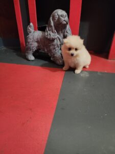 Cream/white female pomeranian