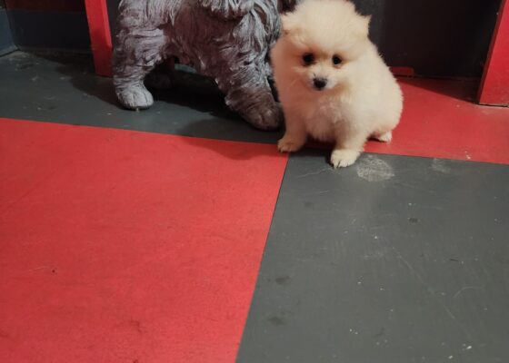 Cream/white female pomeranian